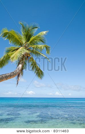 Palm Tree Over koraal rif