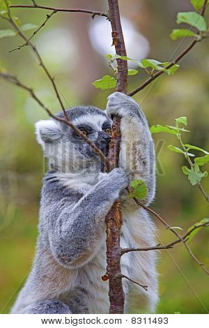 Lemur