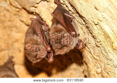 Bat Pair