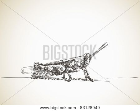 Sketch of grasshopper, Hand drawn Vector illustration