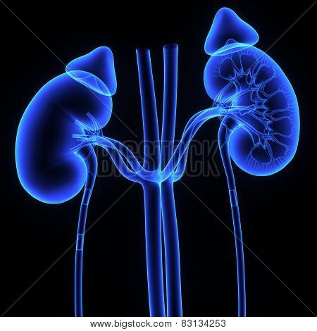 Kidneys