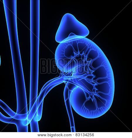 kidney