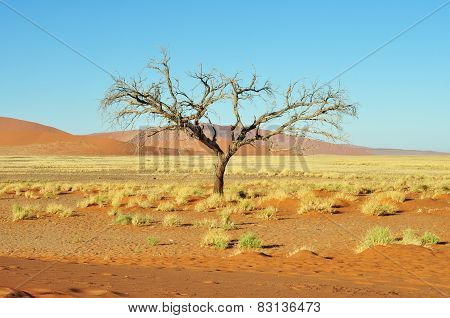 Dead Tree And Dunes