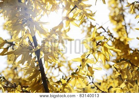 Blooming Forsythia (forsythia Intermedia)