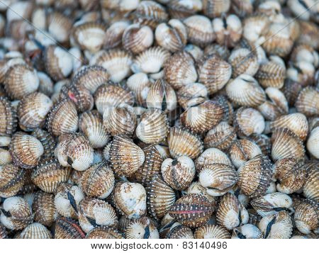 Freshwater clams mix  of local food in Thailand