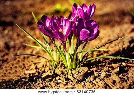 Small Purple Crocus Flowers Close Up