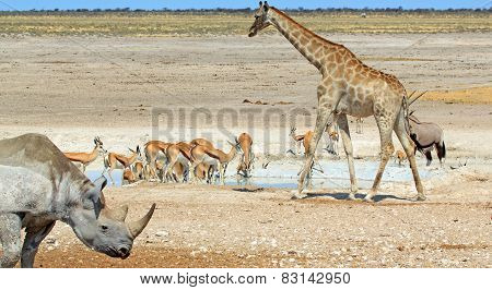 Black Rhino, Giraffe and herd of springbok