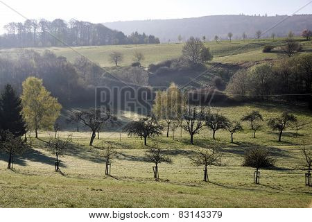 Trees In Spring At Sunrise