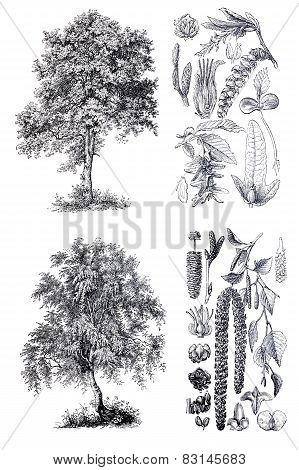 Retro  Silhouettes Of A Birch And Hornbeam