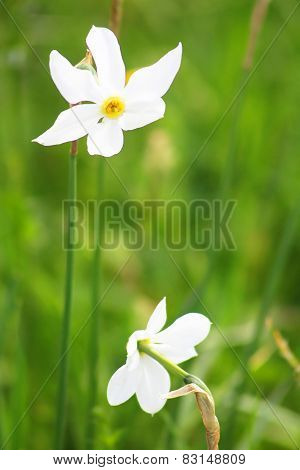 Two Narcissuses In Valley Of Narcissi In Khust, Ukraine