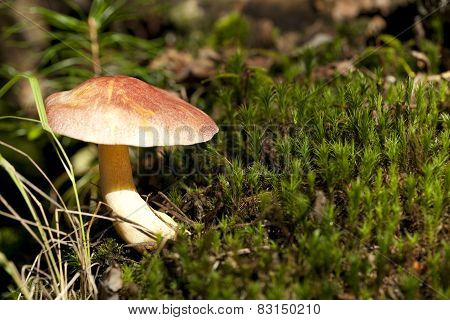 Tricholomopsis Rutilans