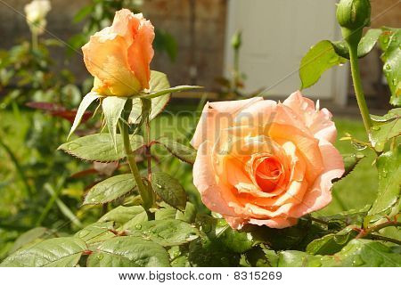 Fersken Rose og Bud 2