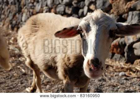 Sheep Walking In Mountain