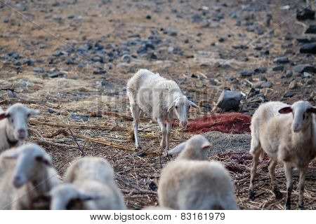 Sheep Walking In Mountain