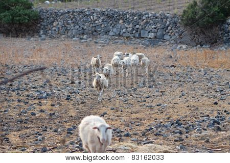 Sheep Walking In Mountain