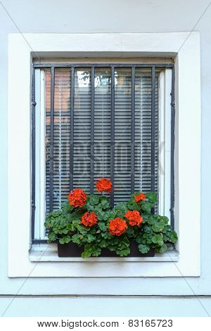 Red Flowers
