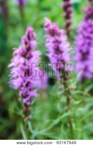 Blurry Defocused Liatris Purple Flower