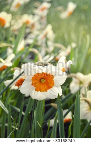 Flower field