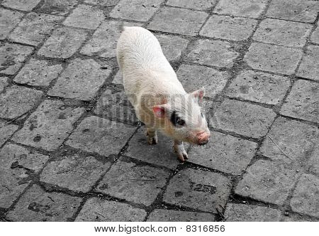 Ferkel