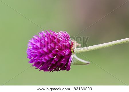 Globe Amaranth Or Bachelor Button