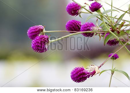 Globe Amaranth Or Bachelor Button