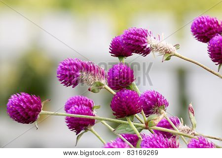 Globe Amaranth Or Bachelor Button