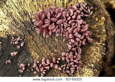 Ascocoryne Sarcoides