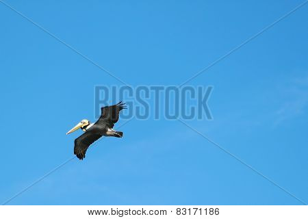 Flying Pelican