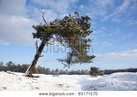 Old Bent Pine Tree In Winter Landscape Near Zeist In Holland