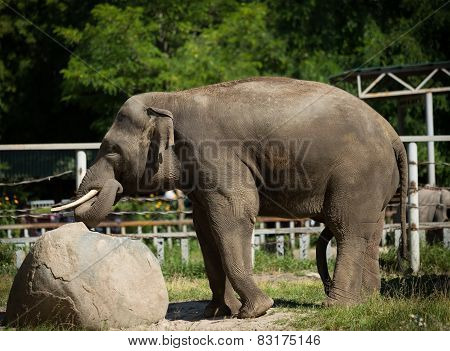 African Elephant