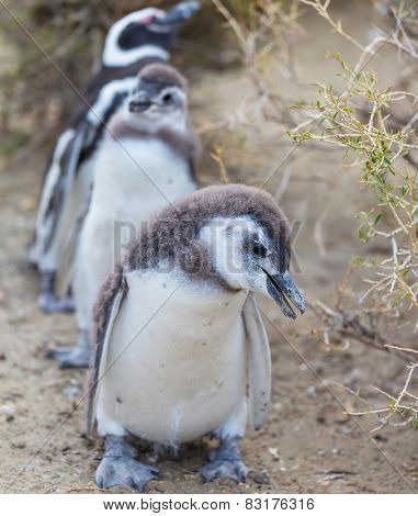 Magellanic Penguin (Spheniscus magellanicus) in Patagonia