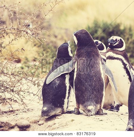 Magellanic Penguin (Spheniscus magellanicus) in Patagonia