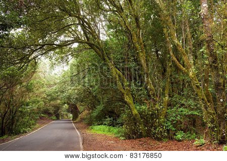 Laurel forest in Canary Islands, Spain, Europe
