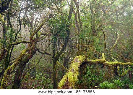 Laurel forest in Canary Islands, Spain, Europe