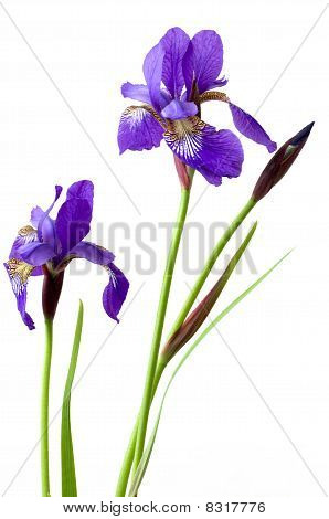 Due fiori di Iris