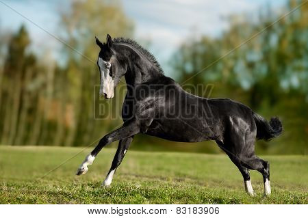 Black Akhal-teke Young Stallion Run Gallop
