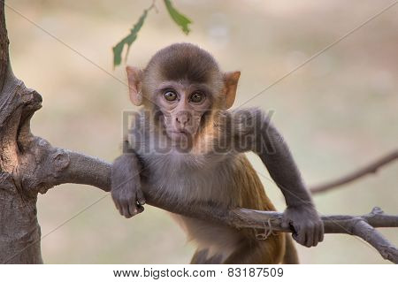 Young Rhesus Macaque Playing In A Tree At Tughlaqabad Fort, Delhi, India