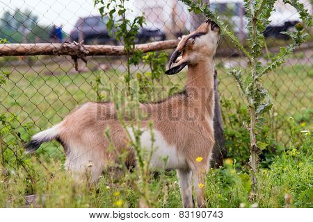 Goat eats.