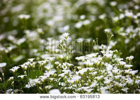 White Flowers Of Stellaria Holostea