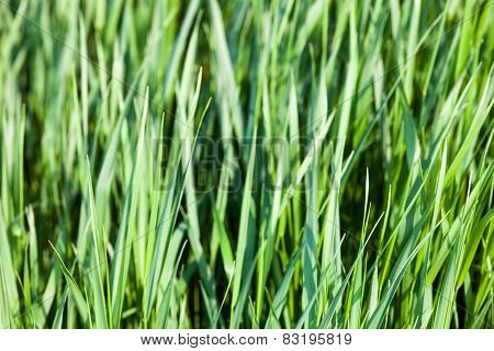 Green Grass In The Sunshine