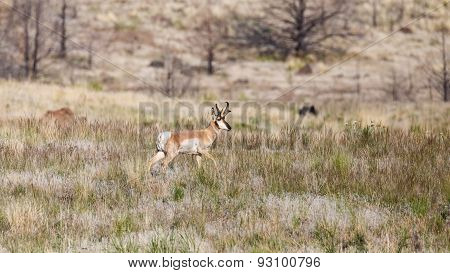 Pronghorn Antelope in field