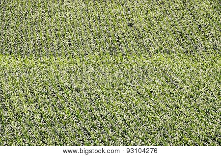 European OGM Growing Green Corn Field