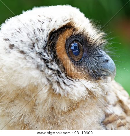 Ural Owl Or Strix Uralensis Bird