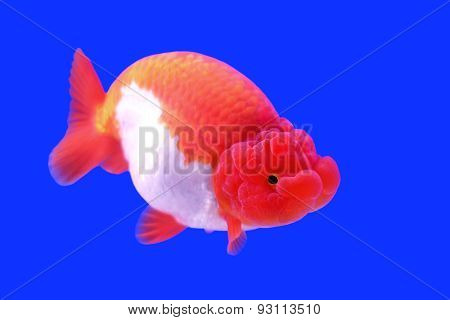 Beautiful Ranchu Or Lion Head Goldfish