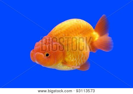 Beautiful Ranchu Or Lion Head Goldfish