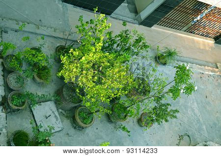 Close up Portrait image of Garden in house
