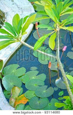 Close up Portrait image of Garden in house