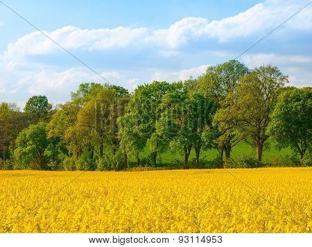 Field of rapeseed plant with country road