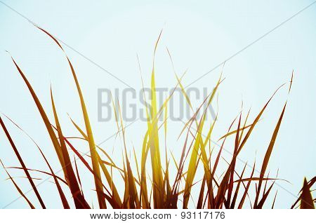 Autumn green grass over the sky