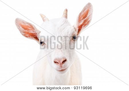 Portrait of a curious young goat